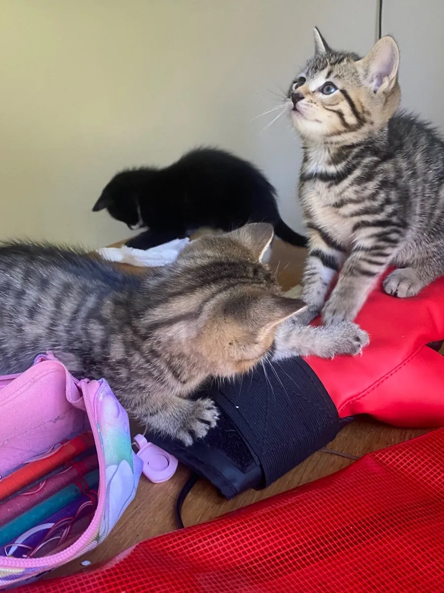 Kittens - Image 2