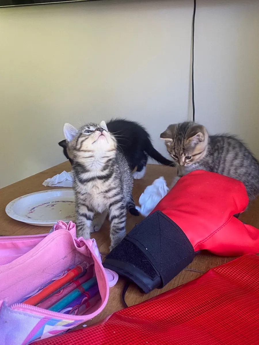 Kittens - Image 3