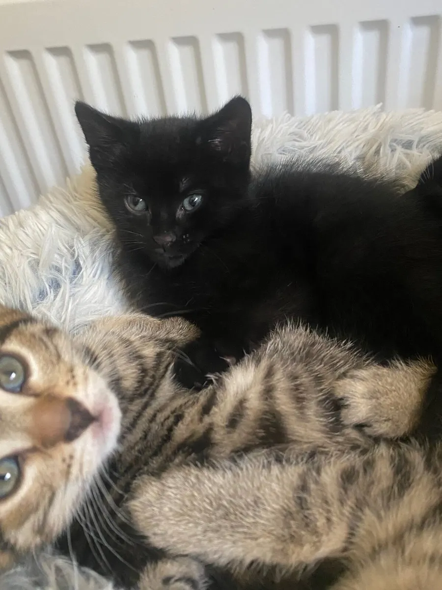 Kittens - Image 4