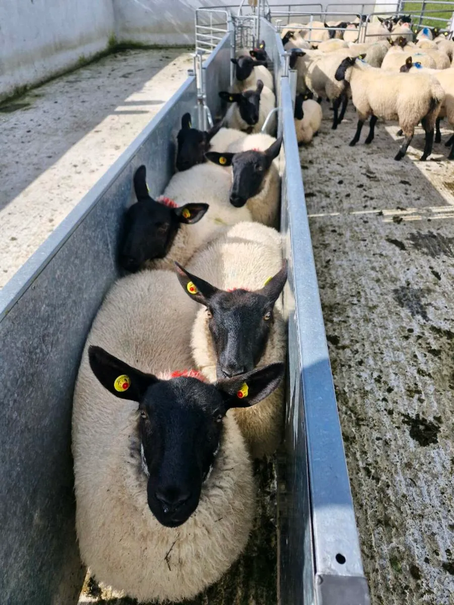 Milford Cross  Ewe Lambs - Image 1