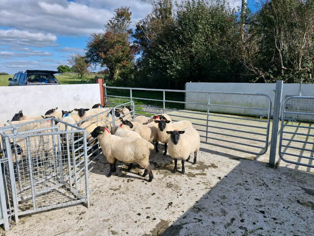 Milford Cross  Ewe Lambs - Image 2