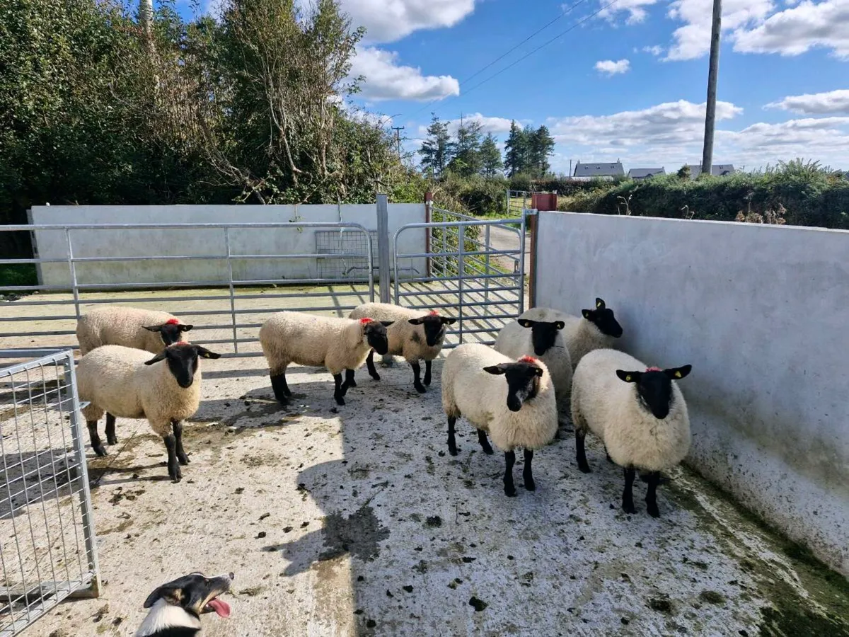 Milford Cross  Ewe Lambs - Image 3