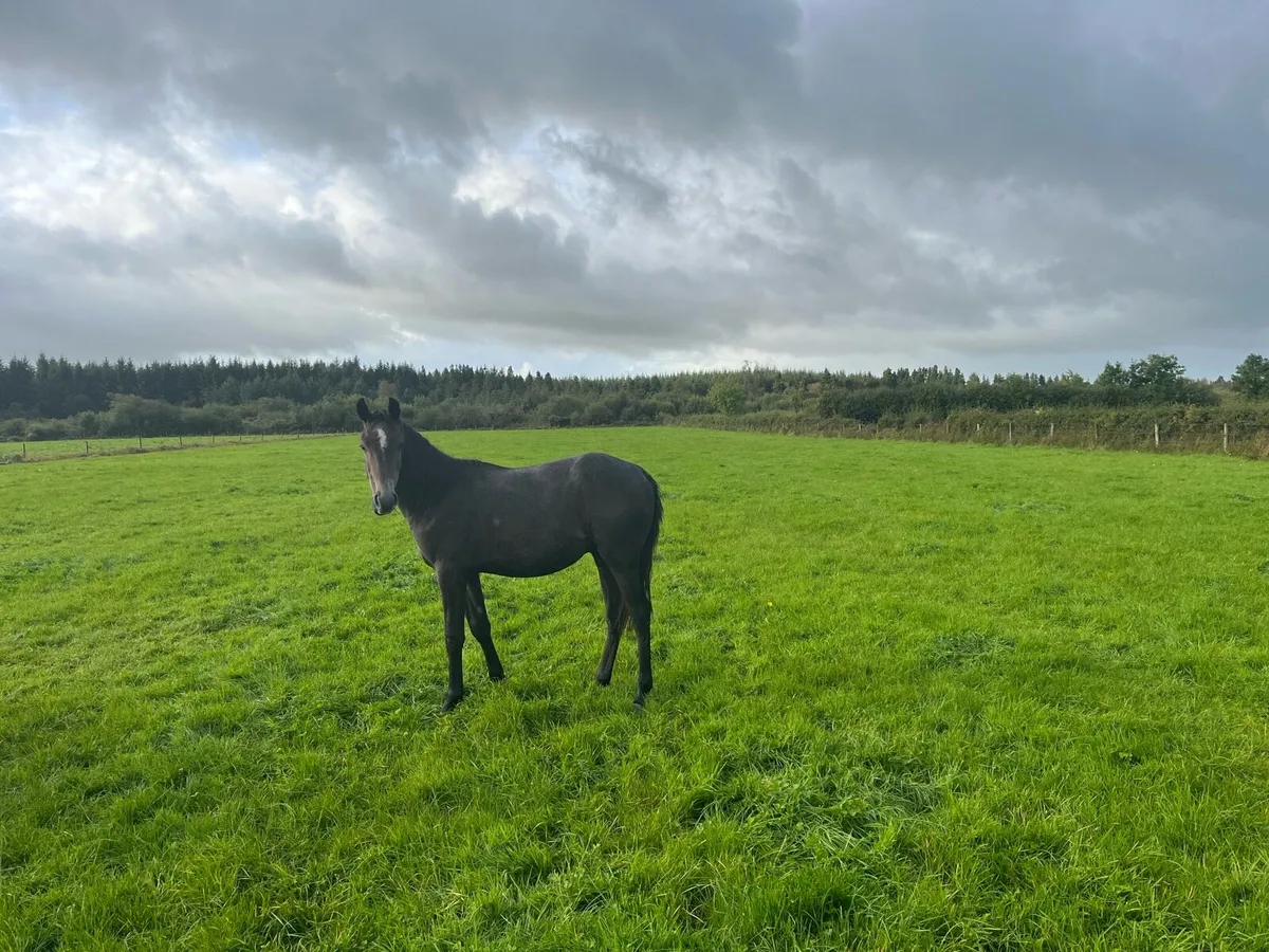 Yearling gelding - Image 1