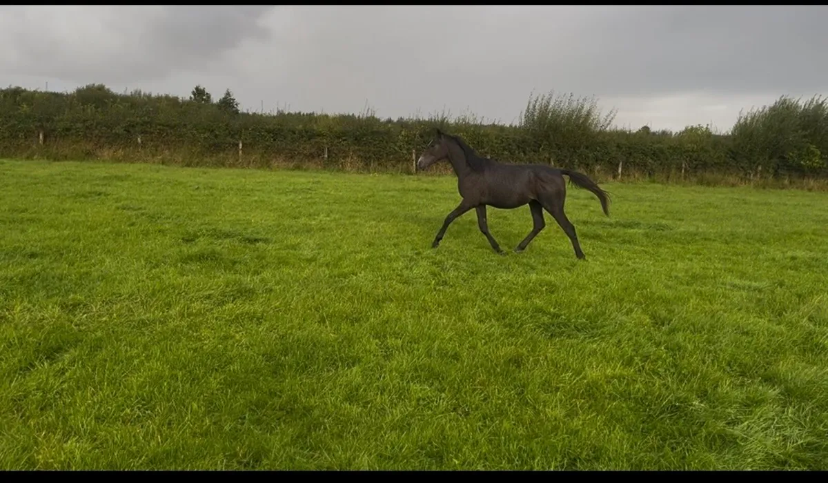 Yearling gelding - Image 2