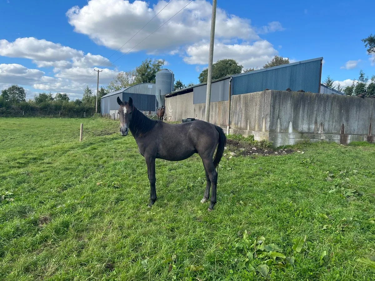 Yearling gelding - Image 3