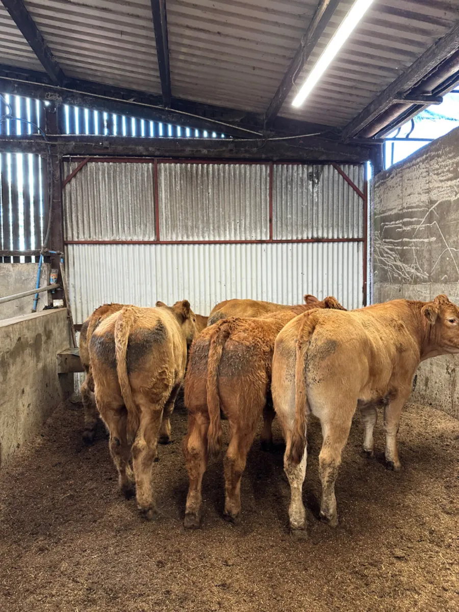 Forward Charolais and lim bullocks - Image 2