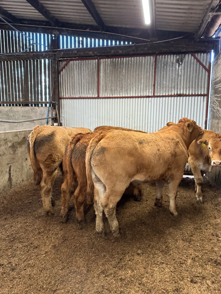 Forward Charolais and lim bullocks - Image 1