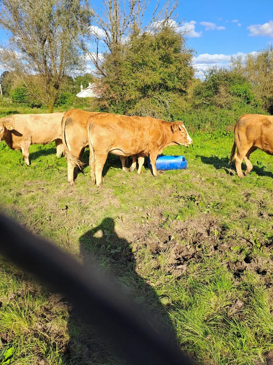 Heifers - Image 1
