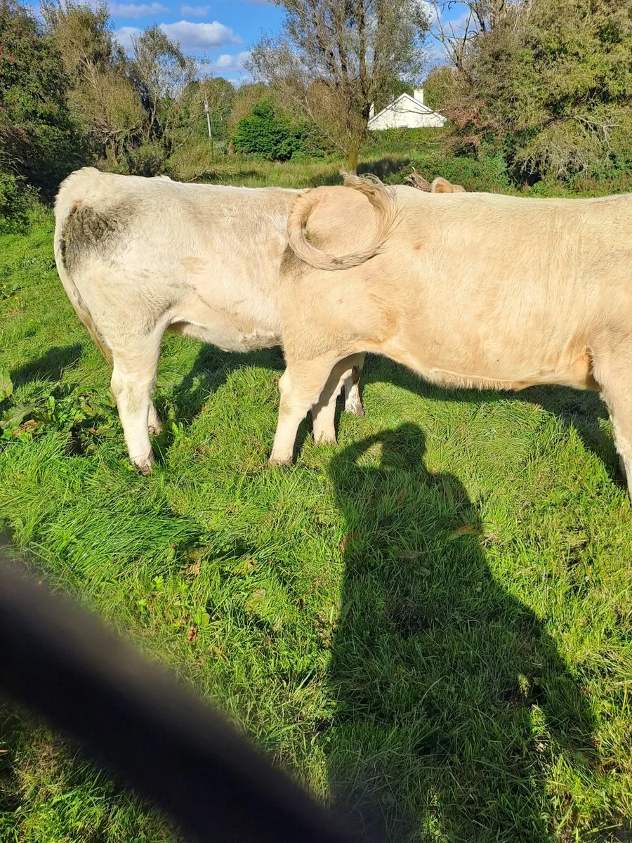 Heifers - Image 2