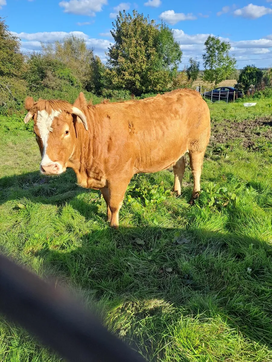 Heifers - Image 3