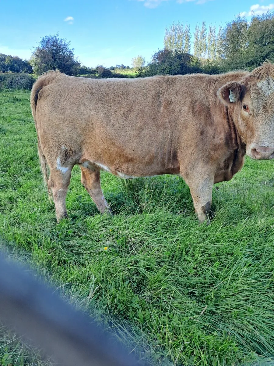 Heifers - Image 4