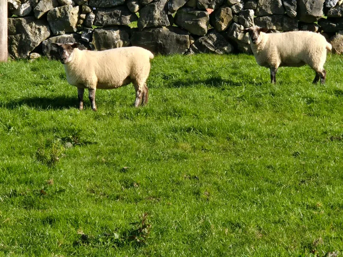 7 suftex hoggets - Image 1