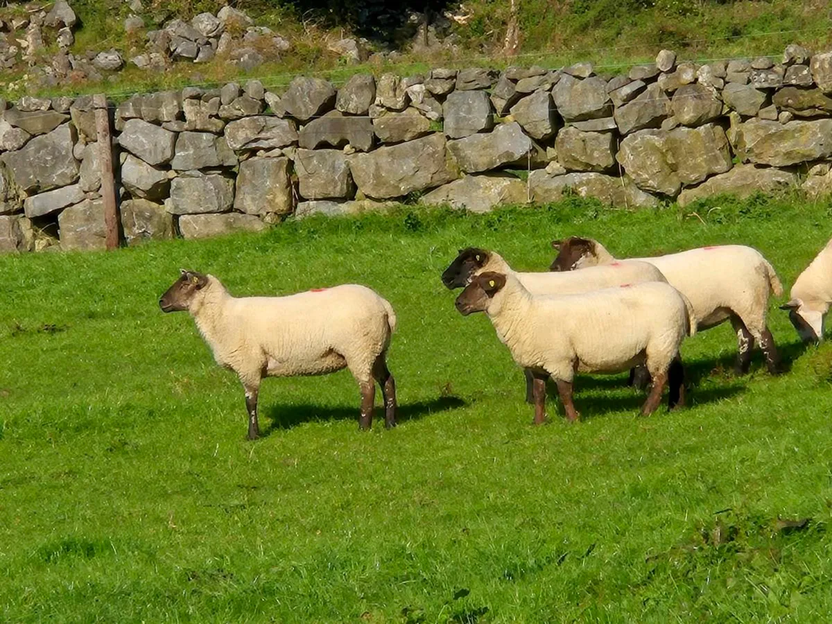 7 suftex hoggets - Image 2
