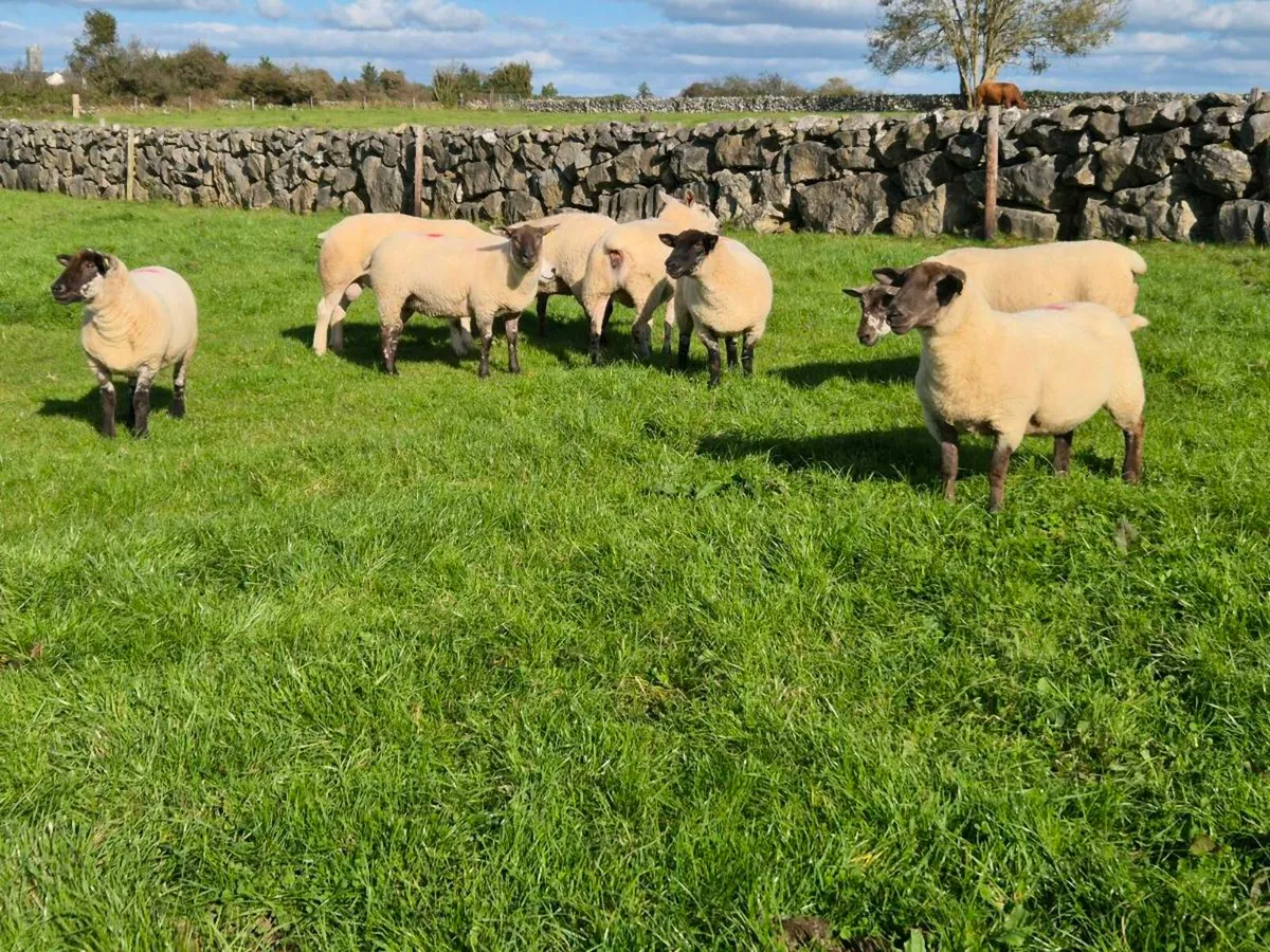 7 suftex hoggets - Image 3