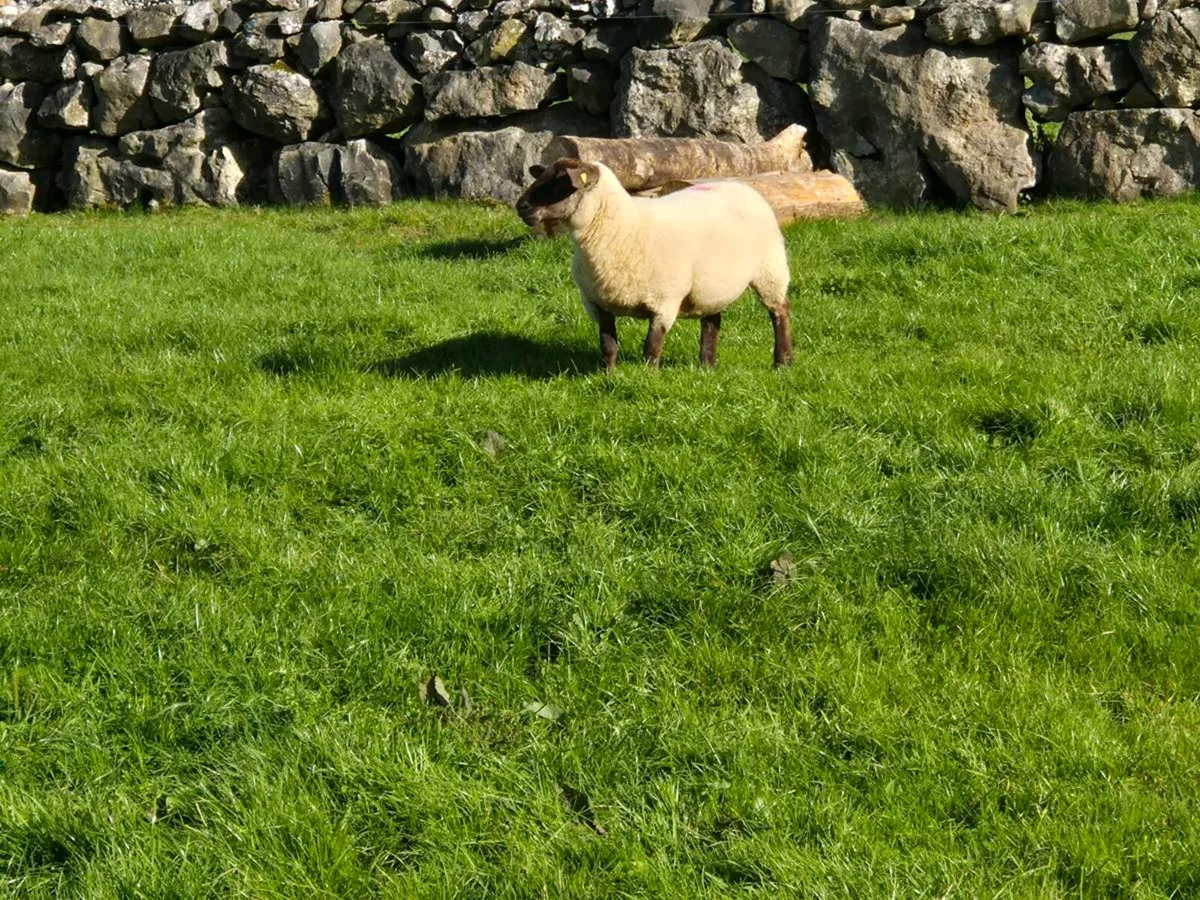 7 suftex hoggets - Image 4