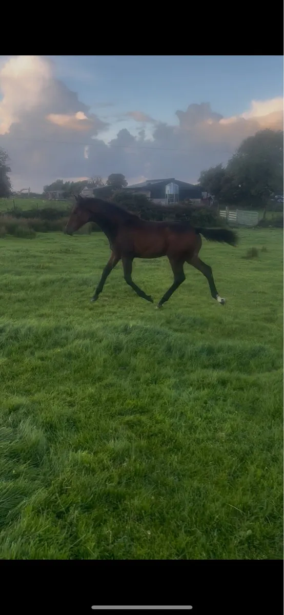 Showjumping Colt Foal - Image 2