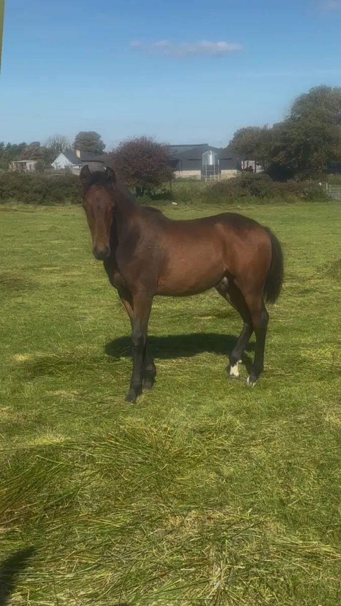 Showjumping Colt Foal - Image 3