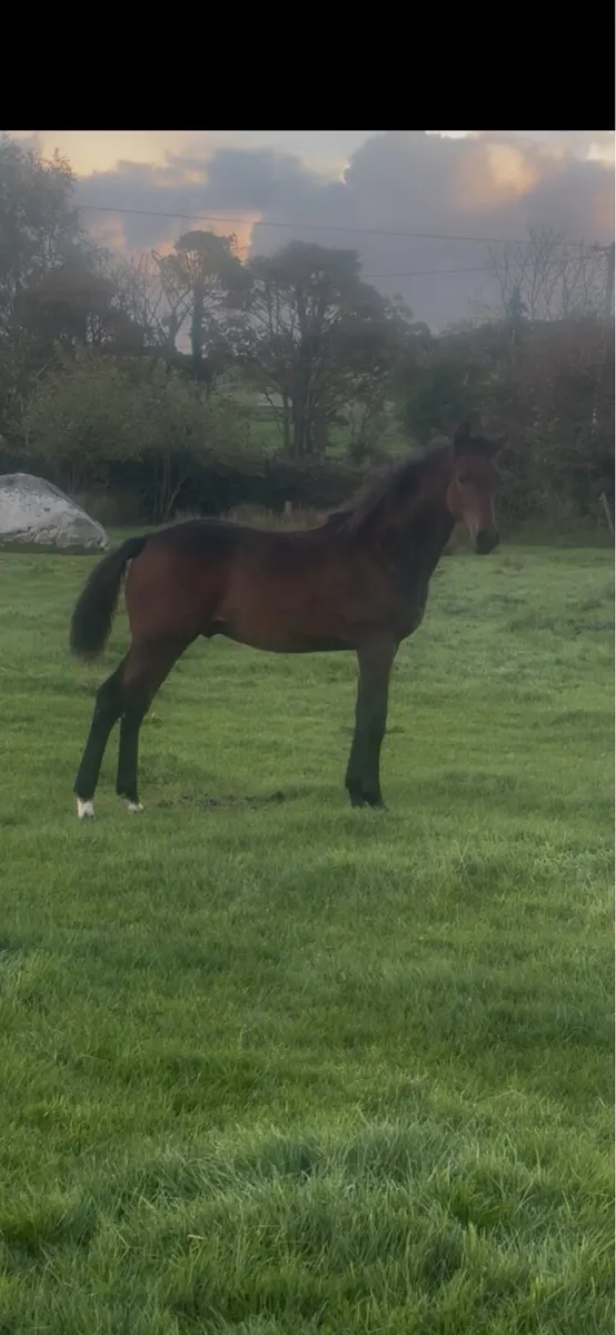 Showjumping Colt Foal - Image 1