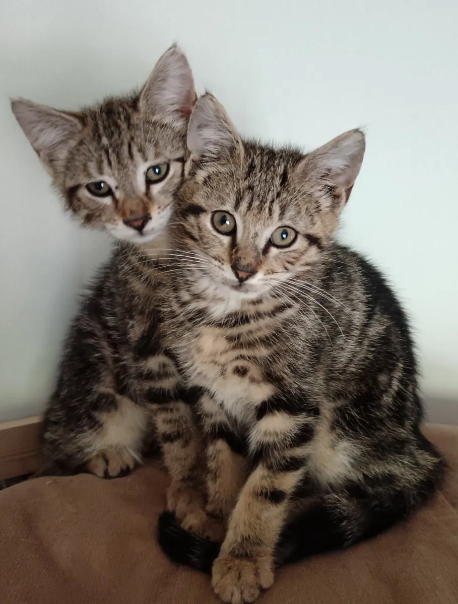Kittens for sale 10 weeks old - Image 2