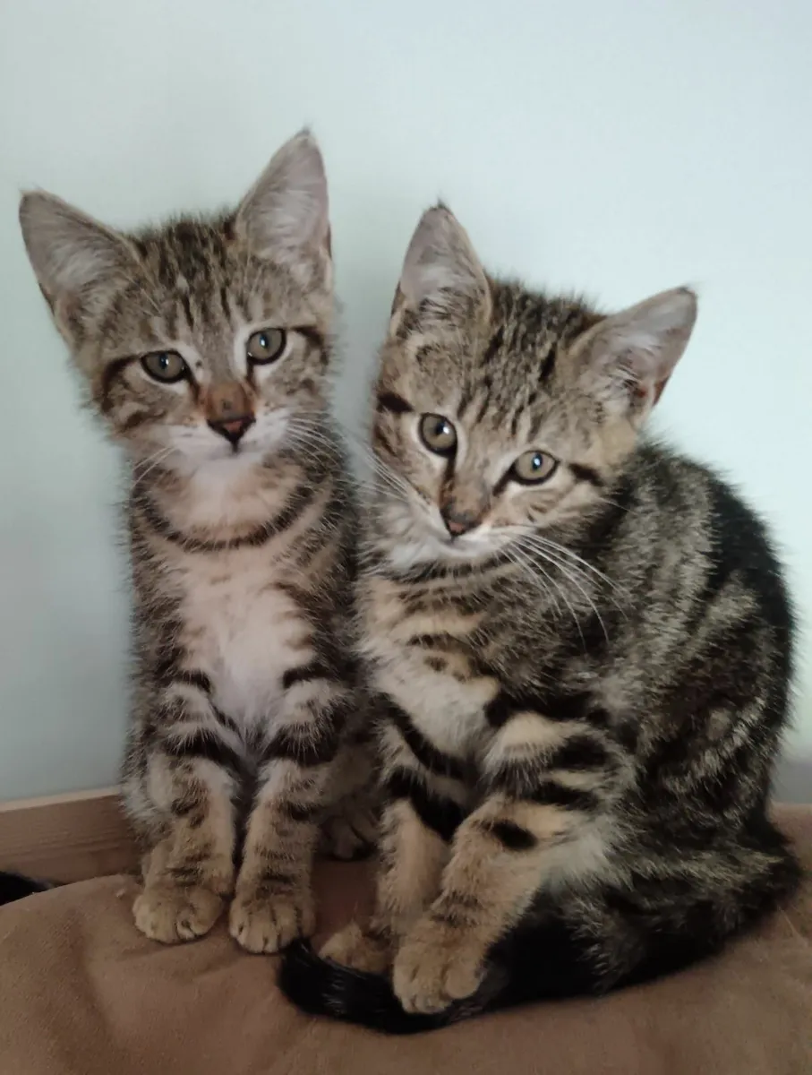 Kittens for sale 10 weeks old - Image 1
