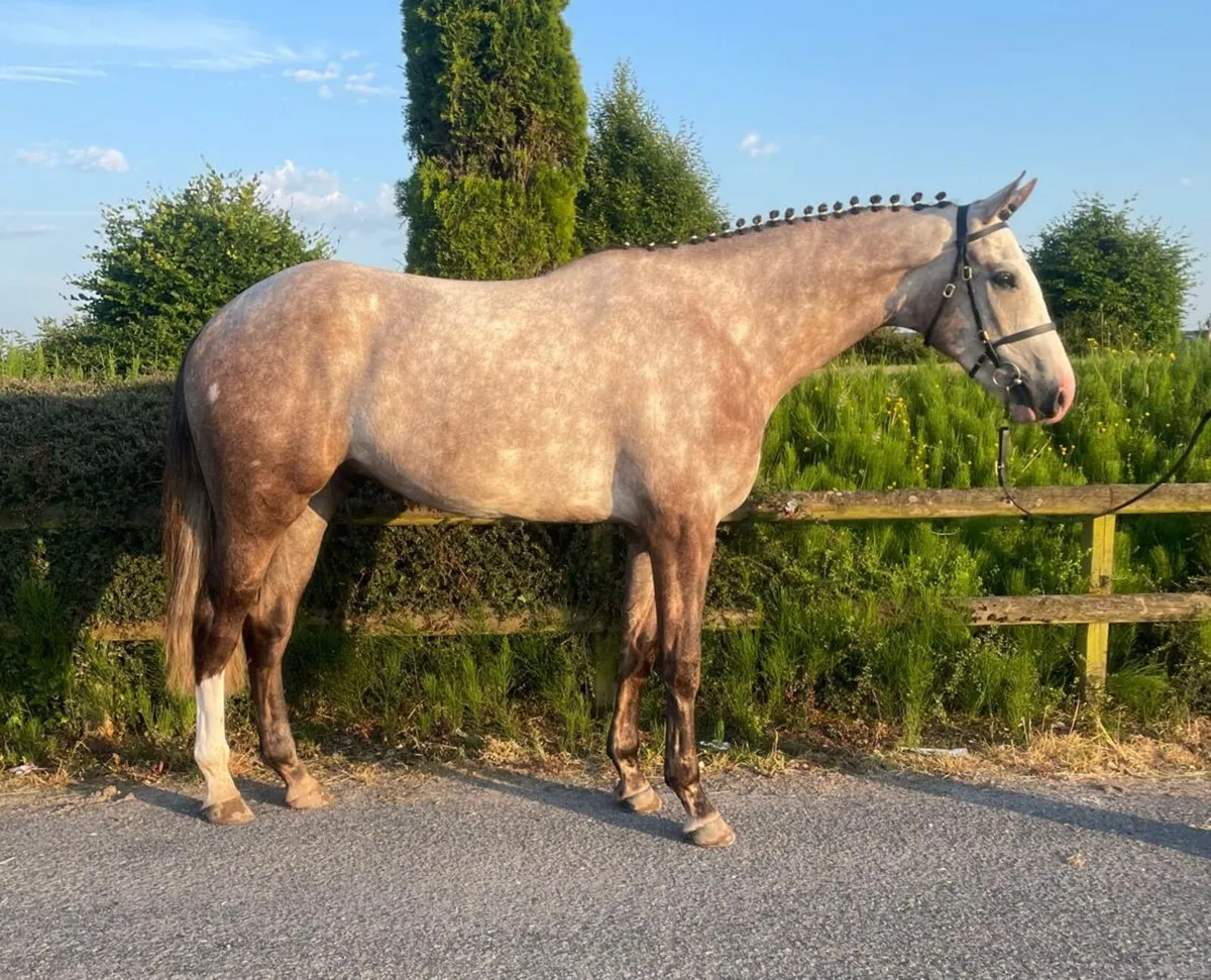 TIH 3 year old gelding - Image 1