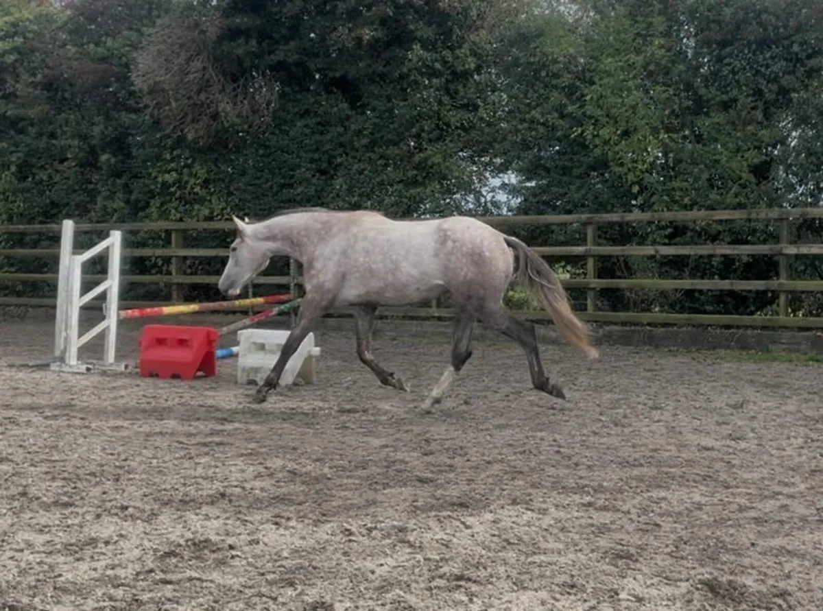 TIH 3 year old gelding - Image 3