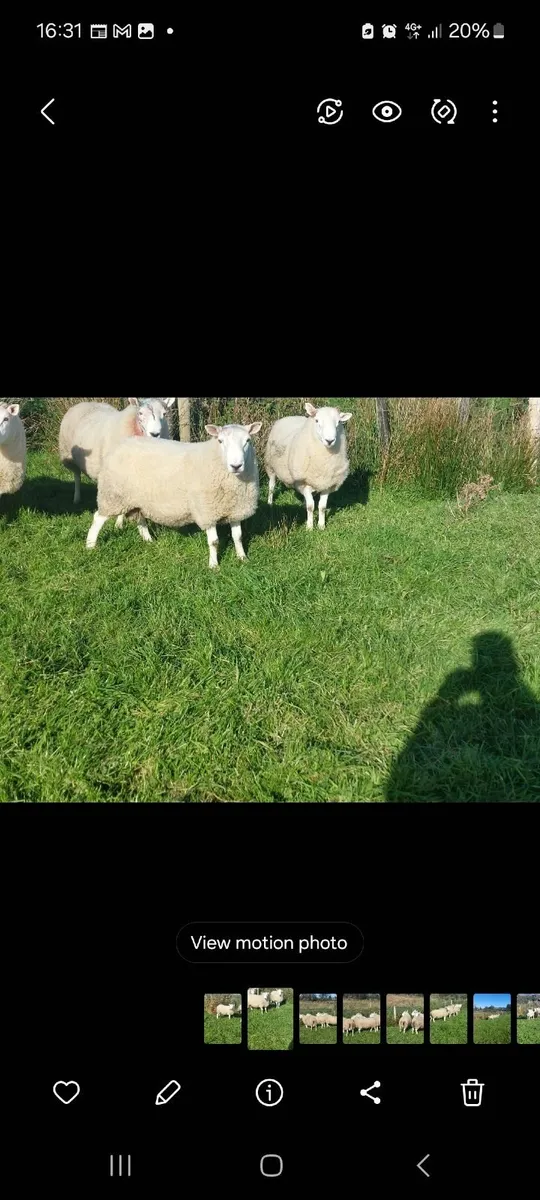 NC Cheviot rams - Image 1