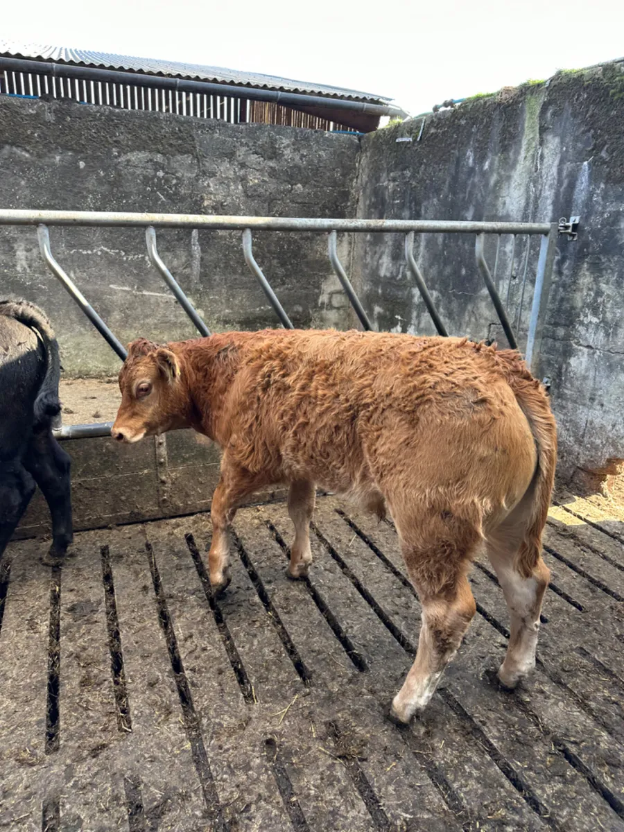 Lim Charolais and Angus bulls - Image 4
