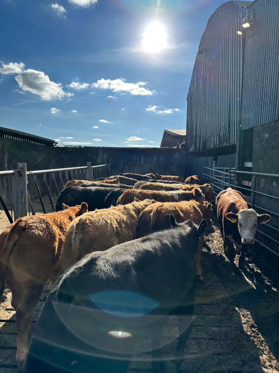 Lim Charolais and Angus bulls - Image 1
