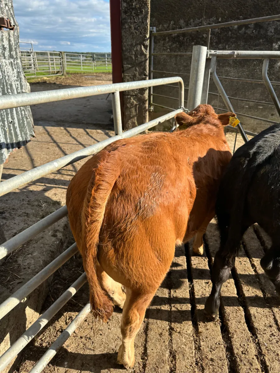 Lim Charolais and Angus bulls - Image 2