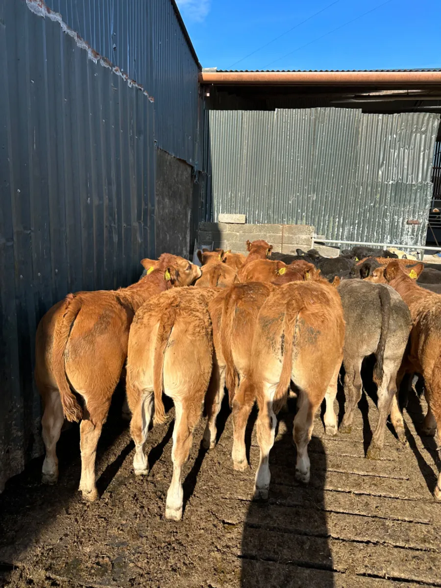 Lim Charolais and Angus bulls - Image 3