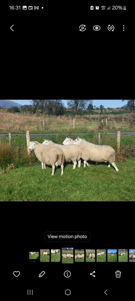 NC Cheviot rams - Image 2