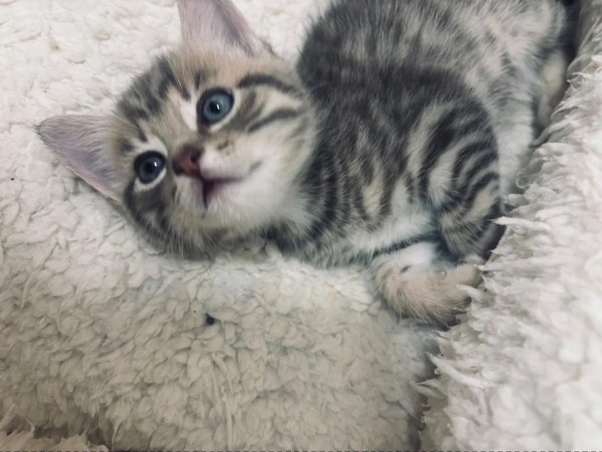 Kittens - Image 1