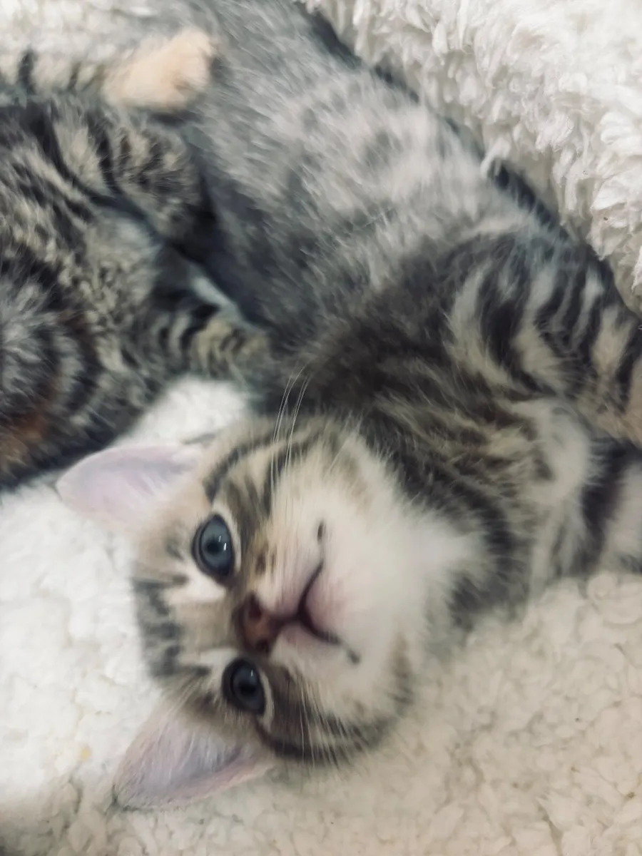 Kittens - Image 2