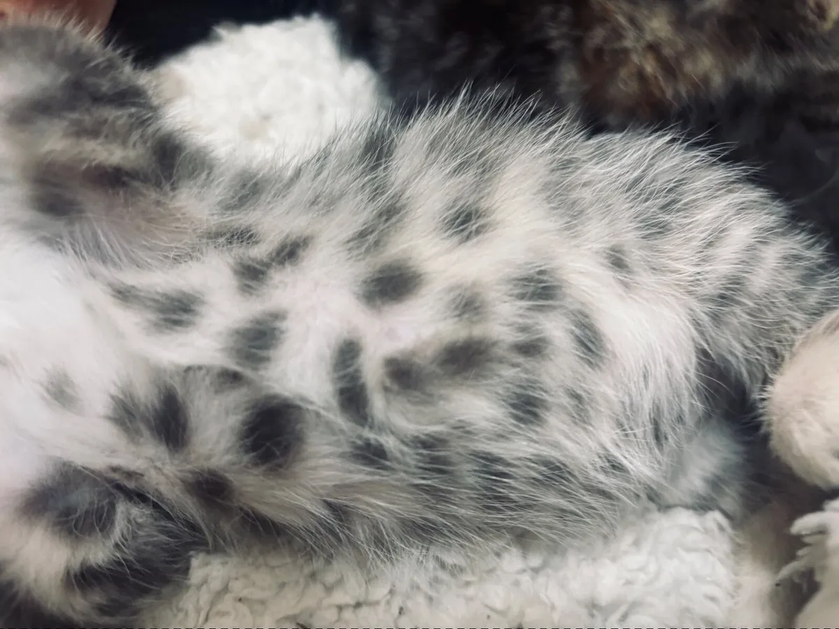 Kittens - Image 3