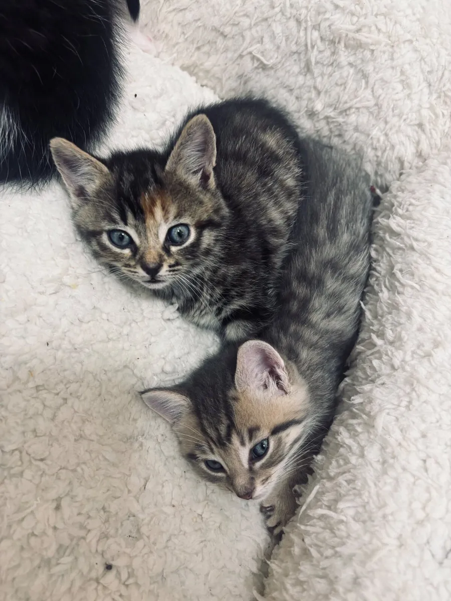 Kittens - Image 4