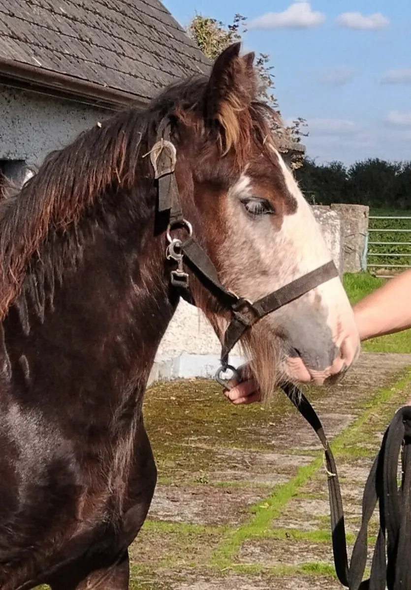 Quality irish cob filly foal - Image 3