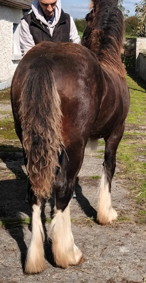 Quality irish cob filly foal - Image 4