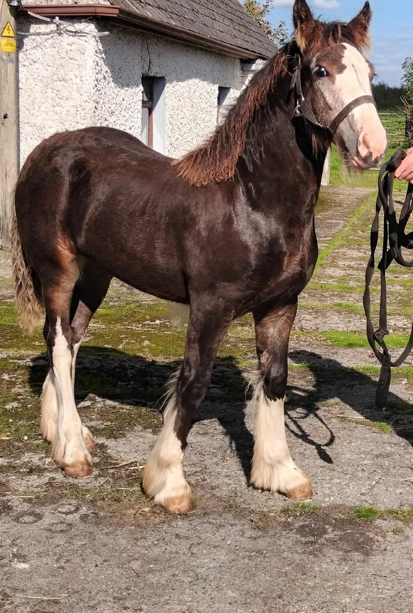 Quality irish cob filly foal - Image 2