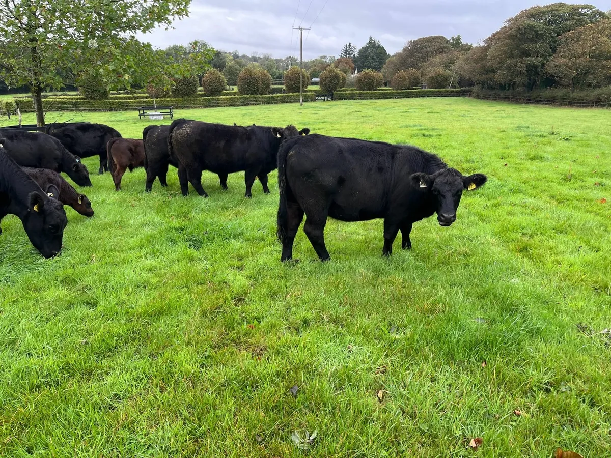 Pedigree Aberdeen Angus - Image 1