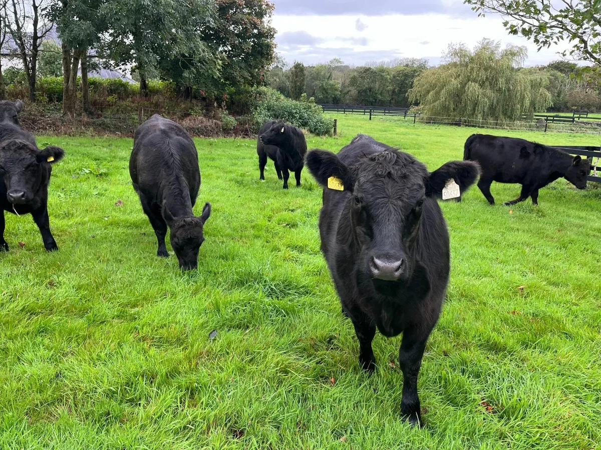 Pedigree Aberdeen Angus - Image 2