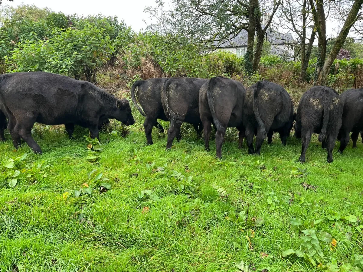 Pedigree Aberdeen Angus - Image 3