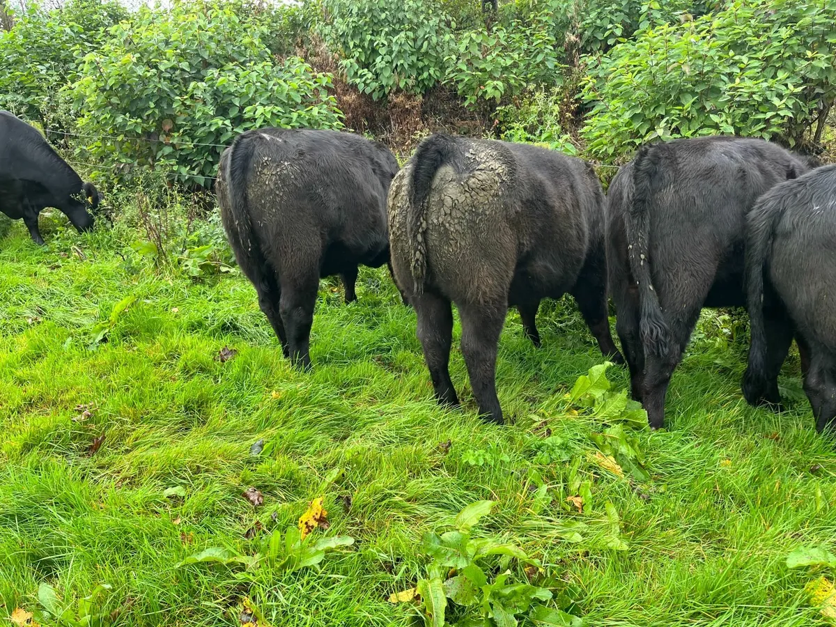 Pedigree Aberdeen Angus - Image 4
