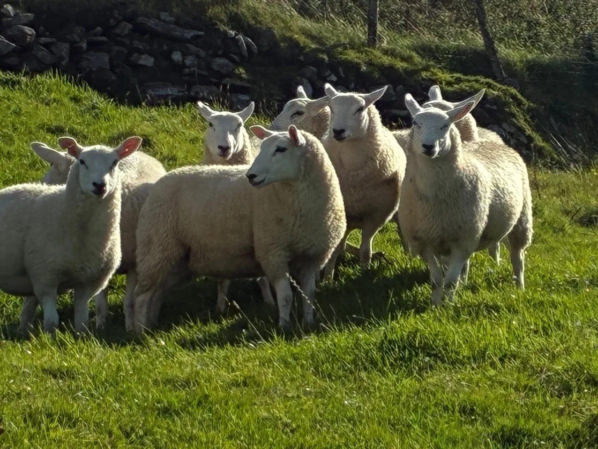 Sheep - Image 1