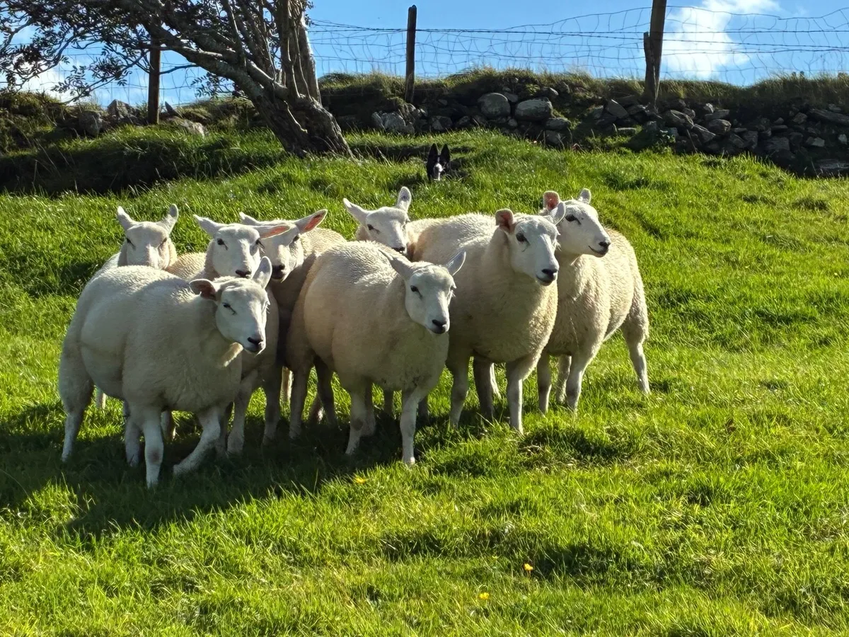 Sheep - Image 2