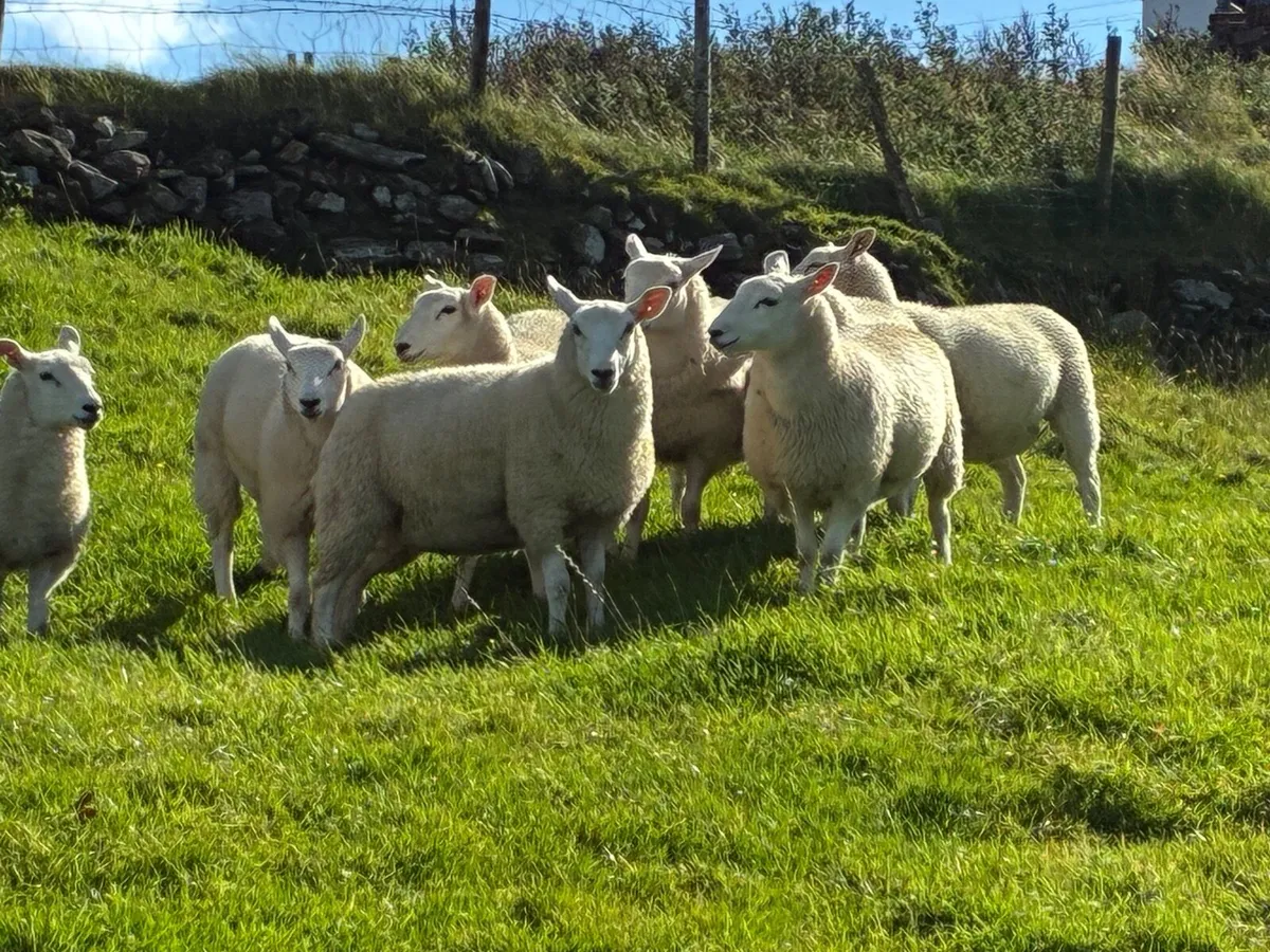 Sheep - Image 3