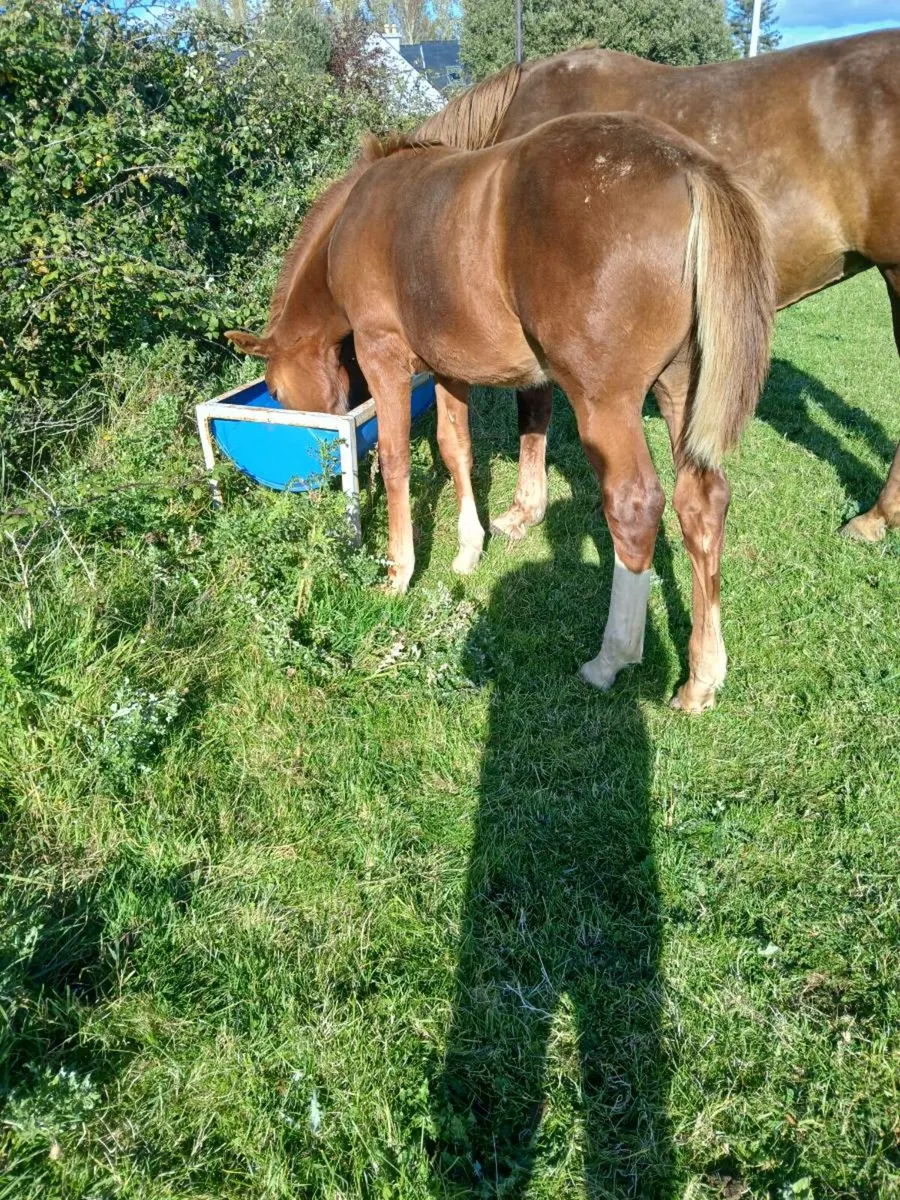 Registered Irish draught filly foal - Image 4