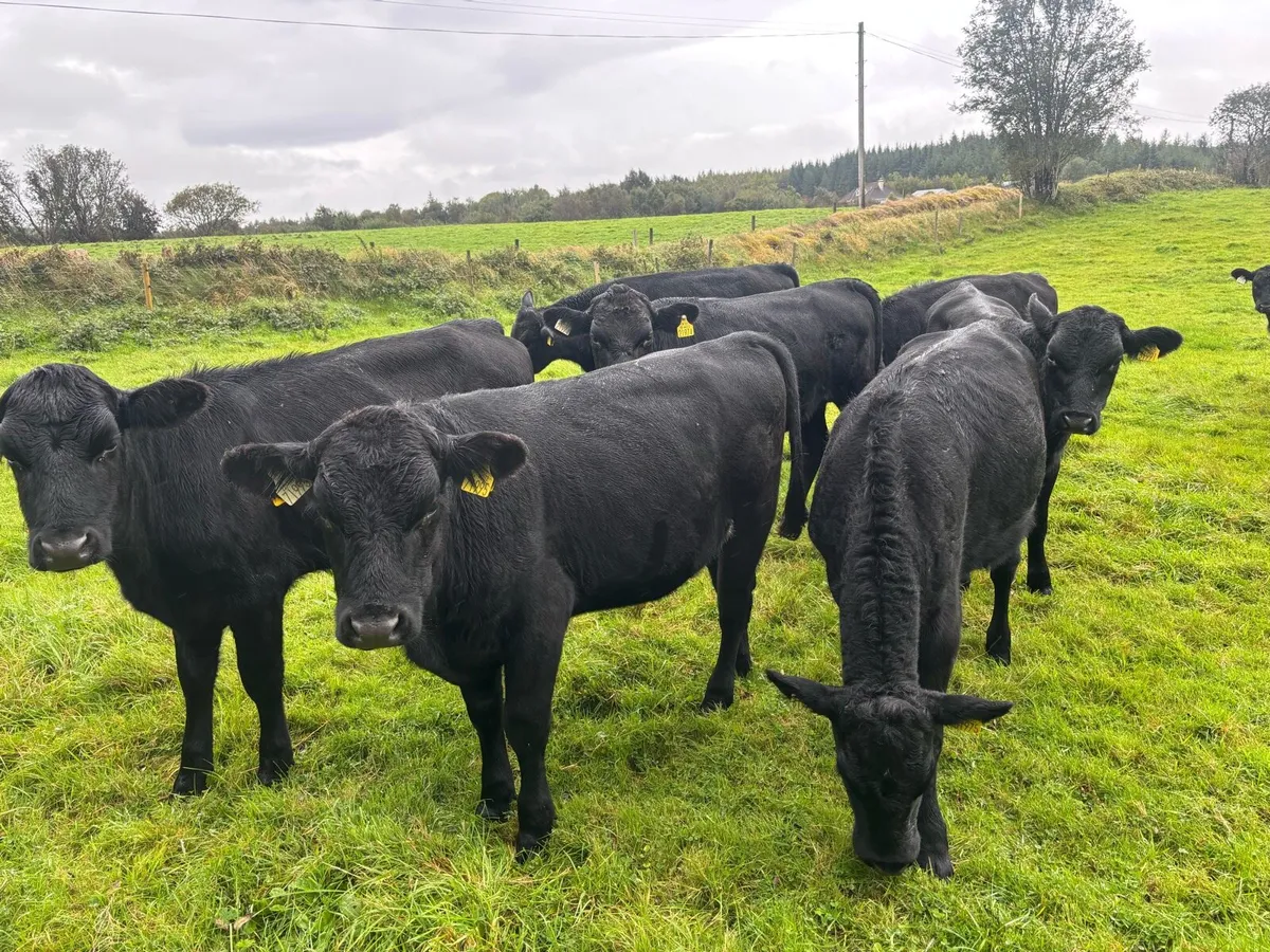 11 Bull weanlings - Image 4