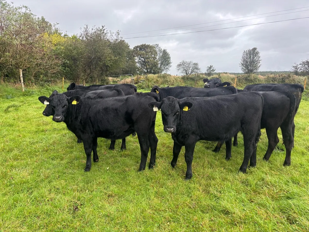 11 Bull weanlings - Image 3