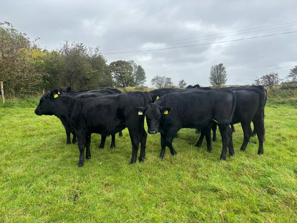 11 Bull weanlings - Image 2